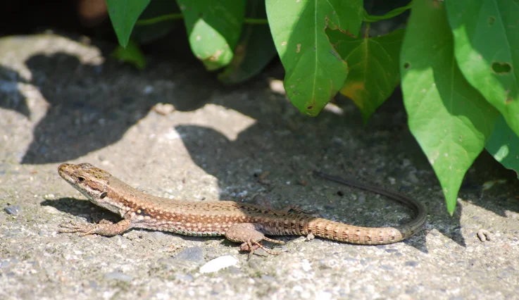 French wall lizard. Source