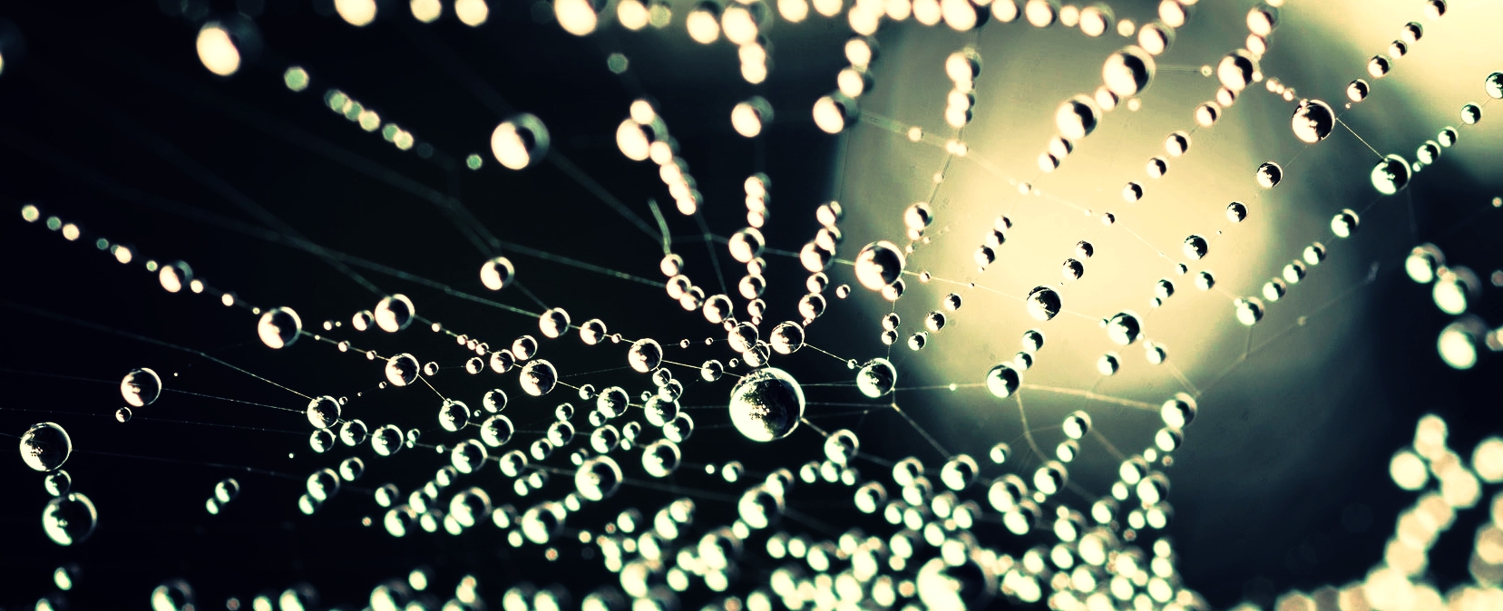 picfair-05276775-morning-dew.jpg