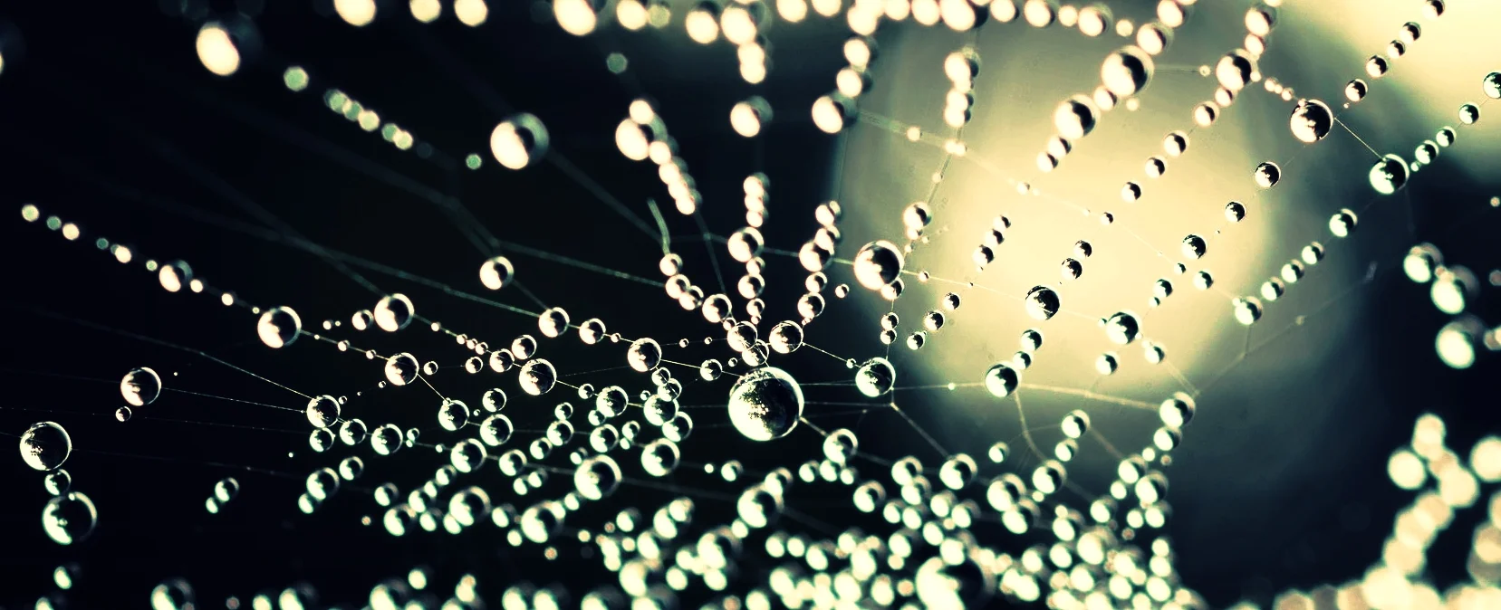 picfair-05276775-morning-dew.jpg
