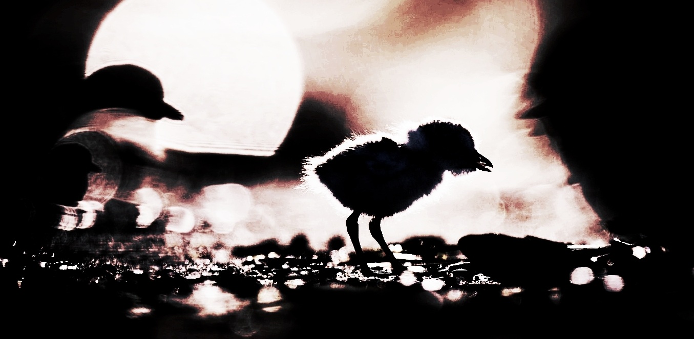 picfair-05296111-backlit-piping-plover.jpg