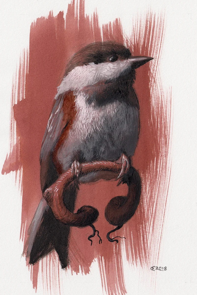 Boreal Chickadee - 4x6"