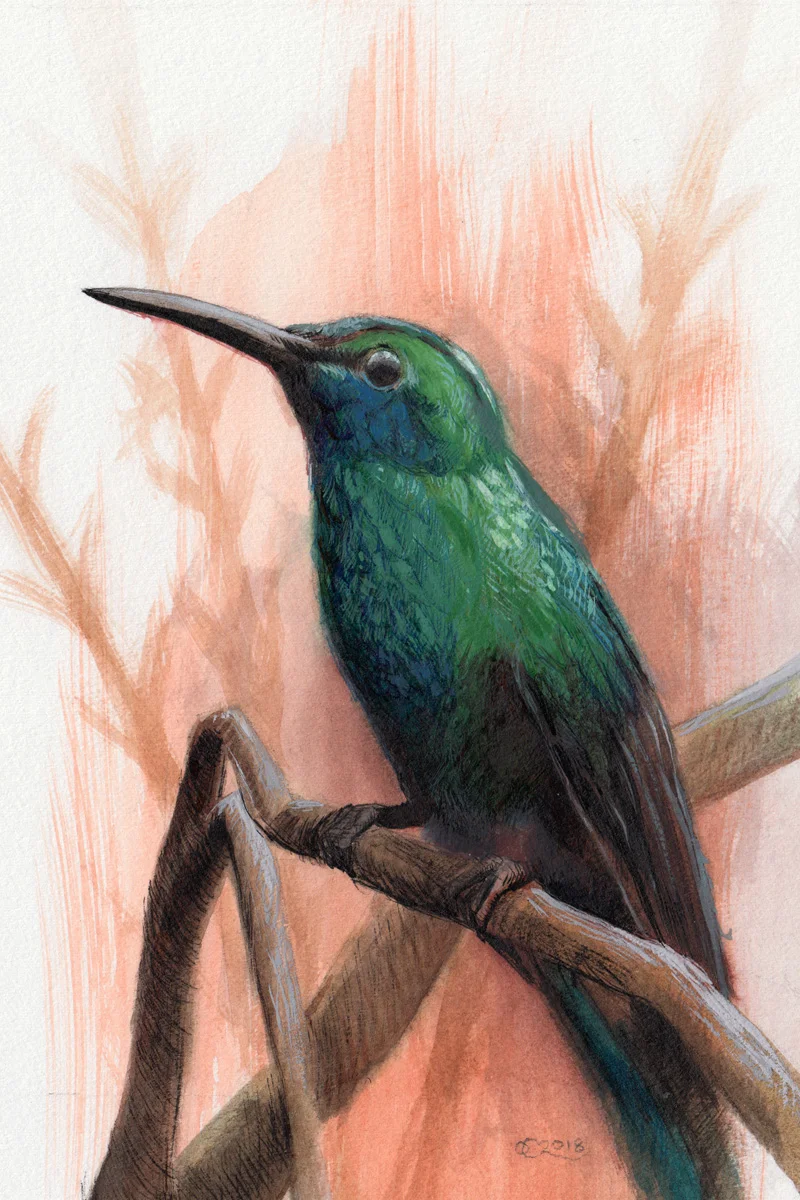 Colibri Rutilant ink — Ovidio Cartagena
