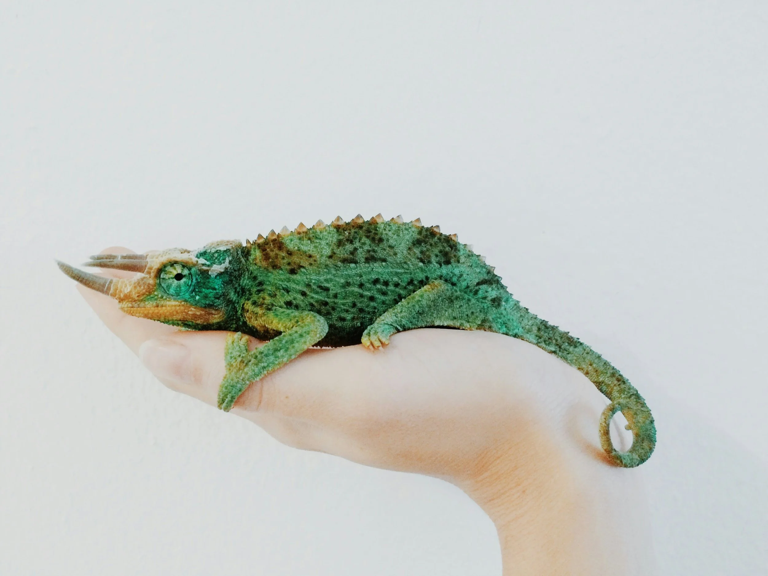 What is the Chameleon Effect of Borderline Personality Disorder?