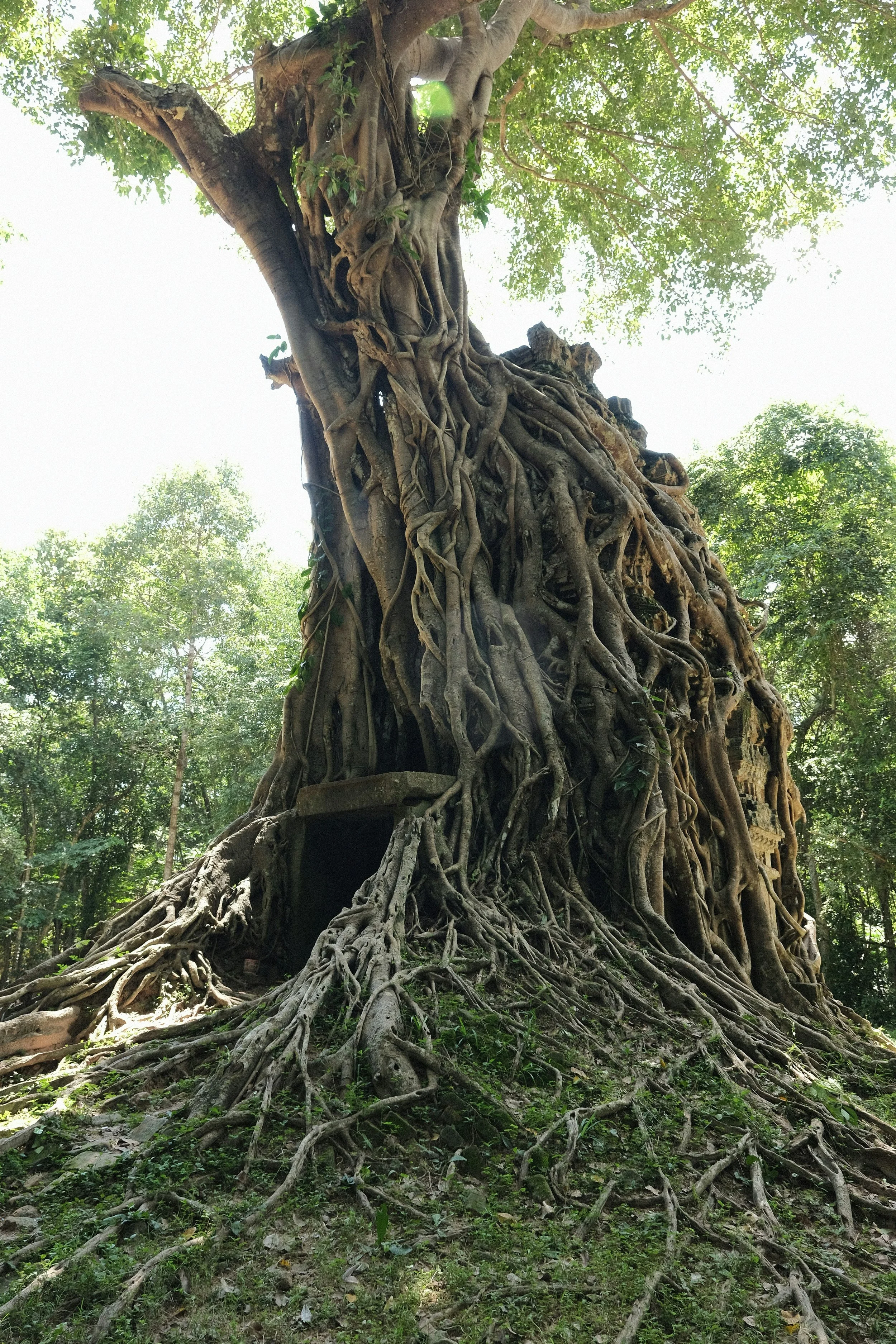 Root Chakra: Safety, Survival, and the Foundation of Healing