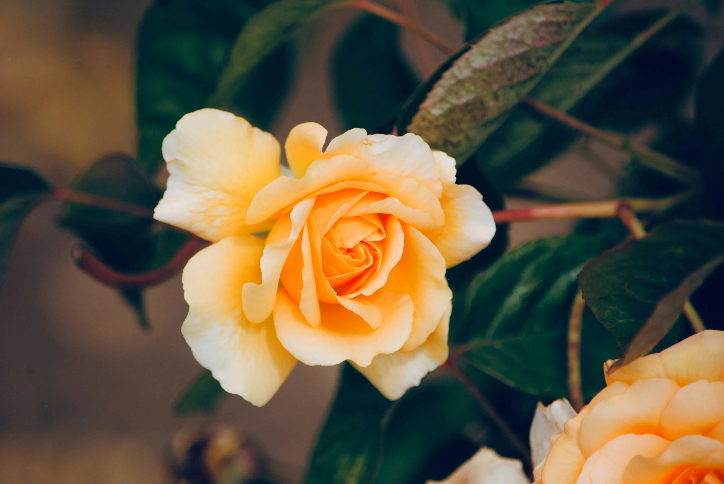 Sacral Chakra: Desire, Emotion, and the Right to Feel