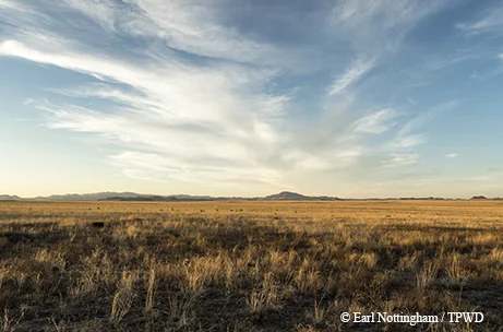 After years of work, prairie grasslands thrive at the Mimms Ranch.