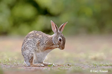 rabbit.jpg