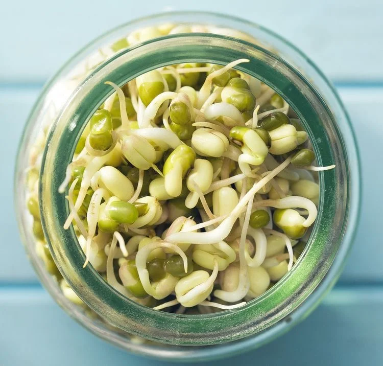 Home Sprouting is Easy, Y’all!