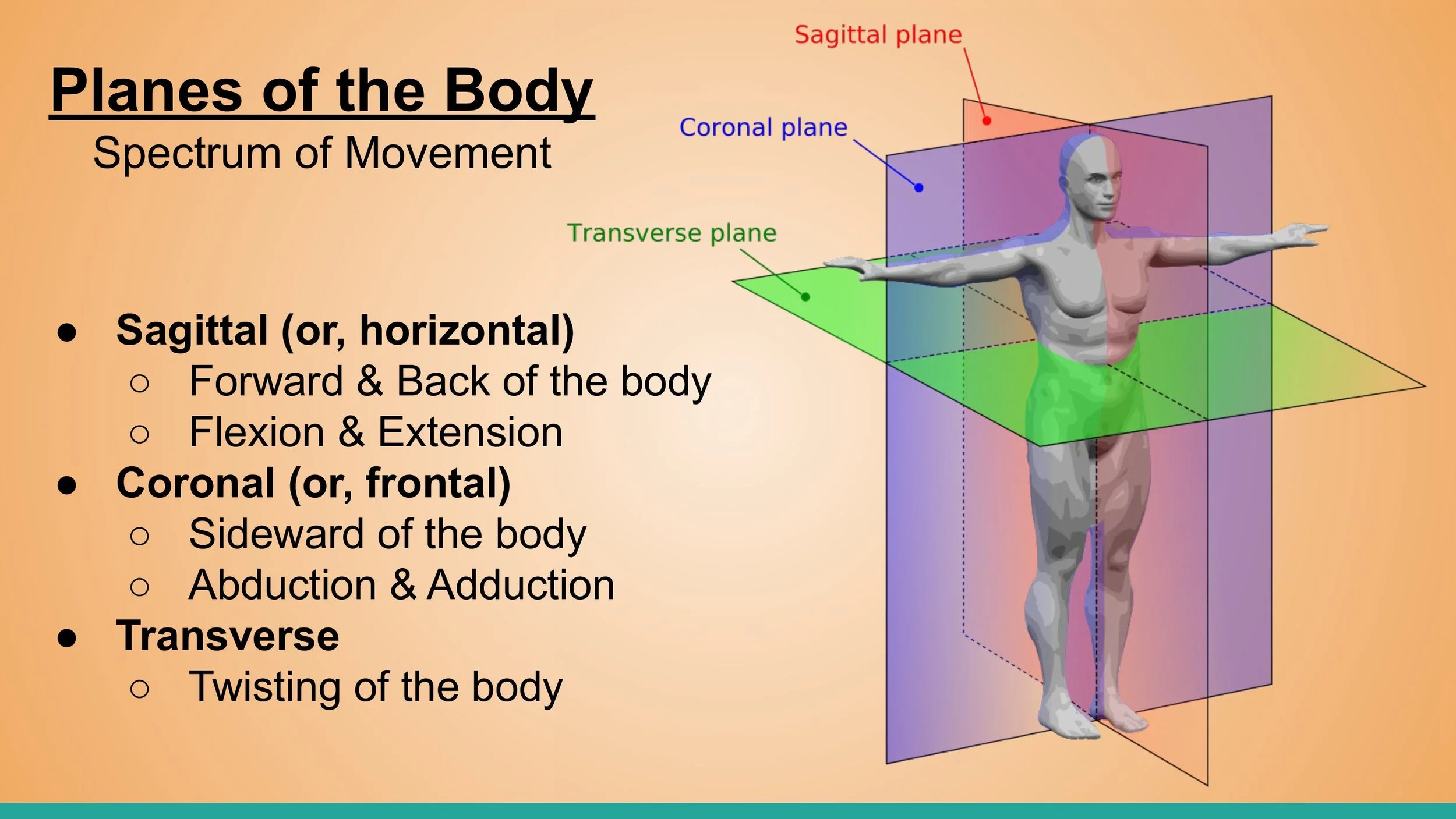 Anatomy - Pt. 1 - 1st Weekend - Spring 2025.pptx-images-5.jpg