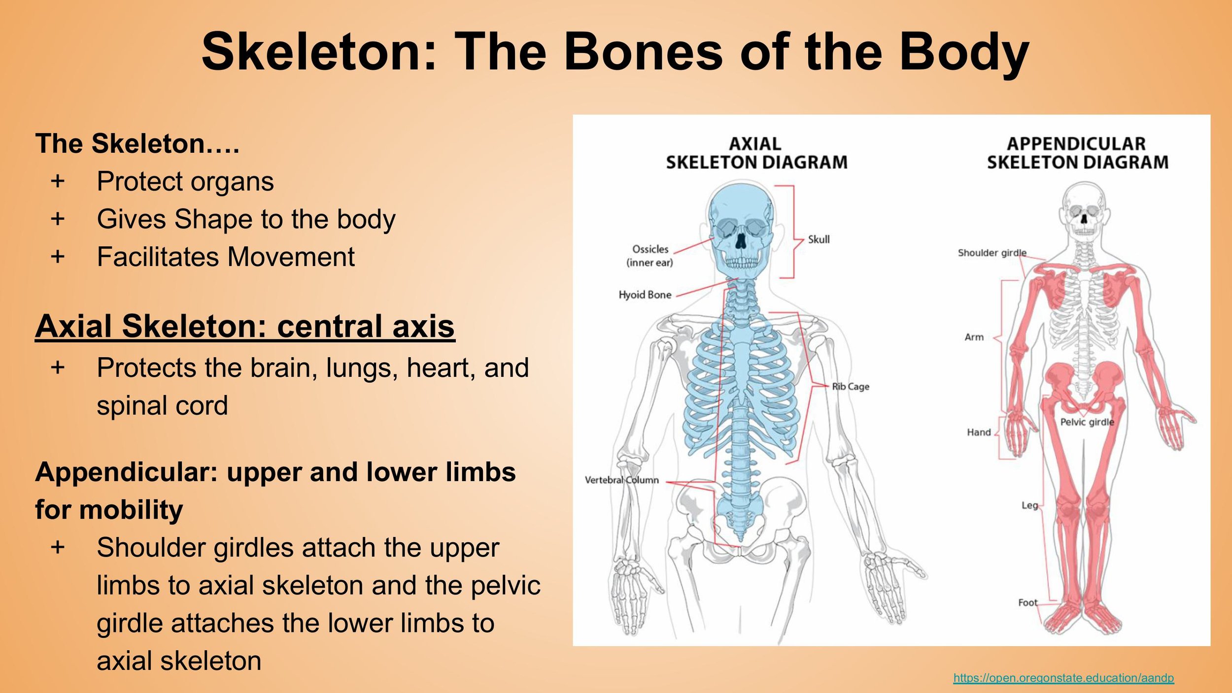 Anatomy - Pt. 1 - 1st Weekend - Spring 2025.pptx-images-6.jpg