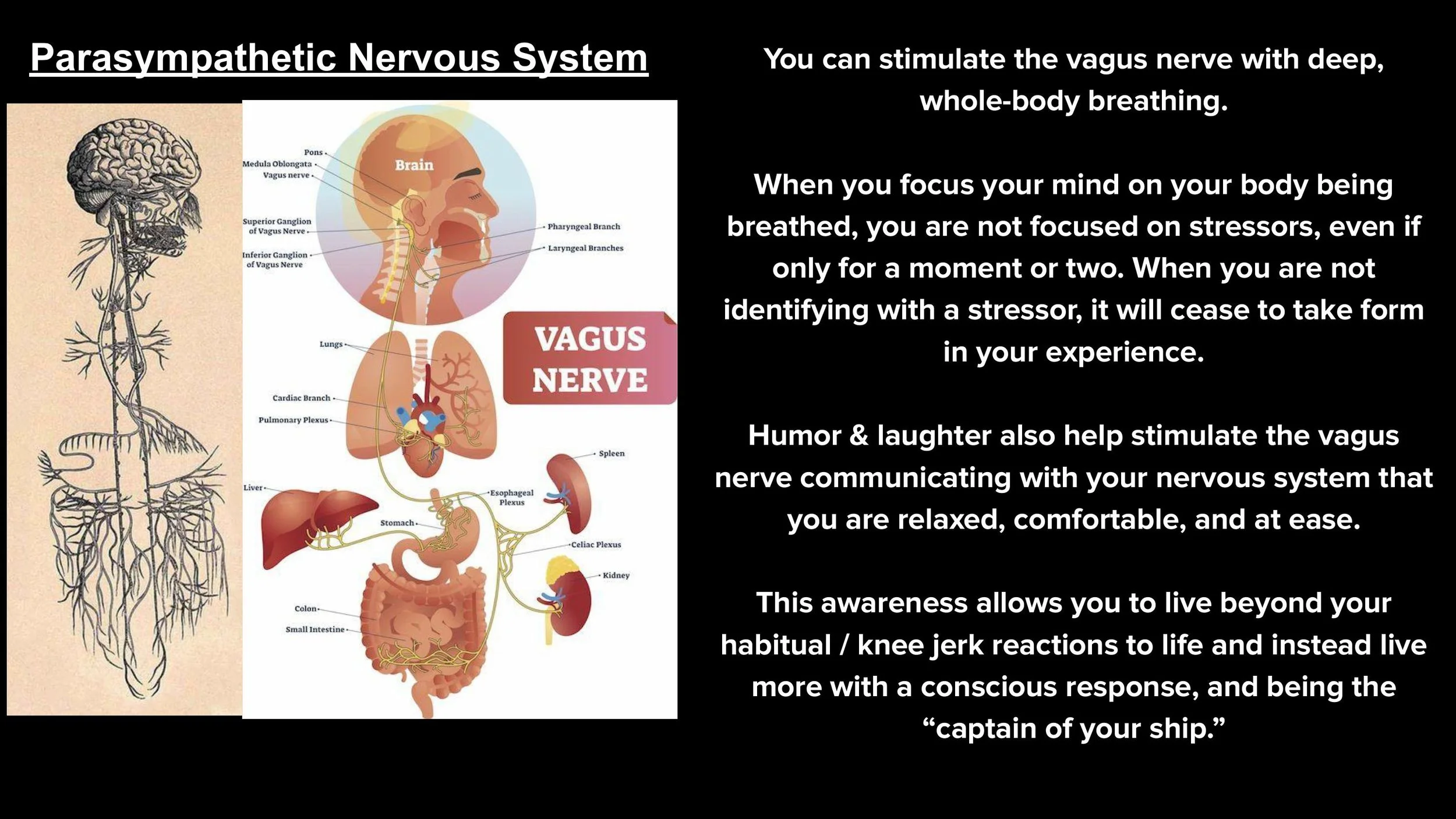 The Nervous System & The Subtle Body - Spring 25-images-12.jpg