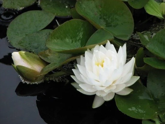 Pictured above, the white lotus is a sacred symbol of enlightenment, rebirth, and non-attachment in Eastern philosophy.
