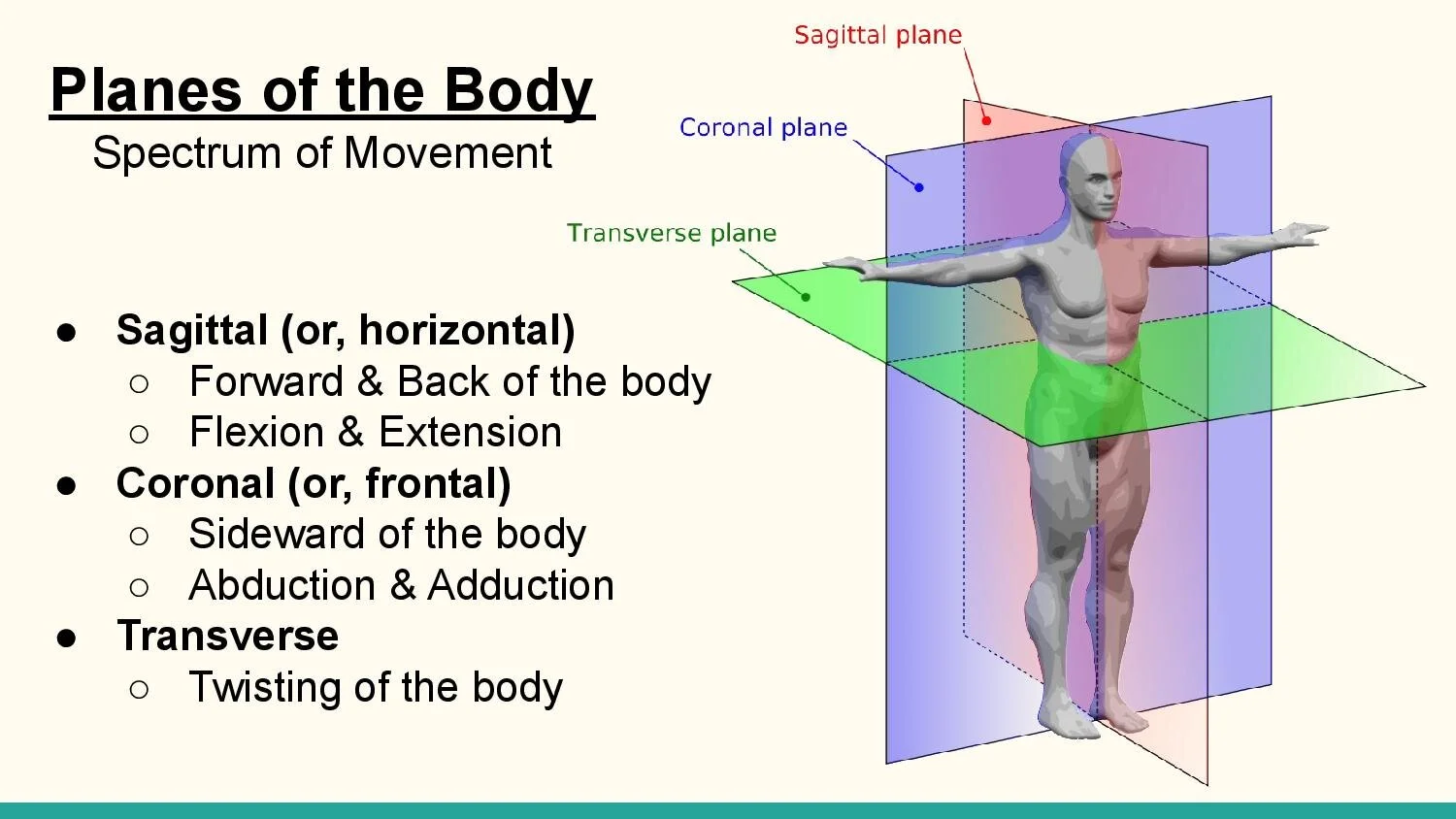 Muscle Alignment Online – Lirmm Muscle Software – RMGD