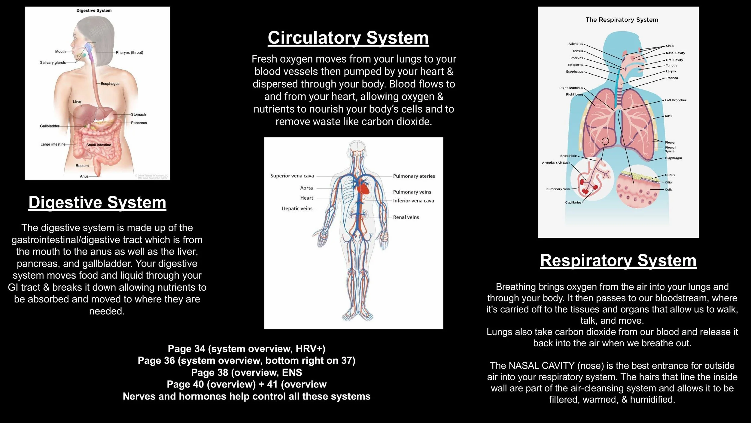 The Nervous System & The Subtle Body - Spring 25-images-13.jpg