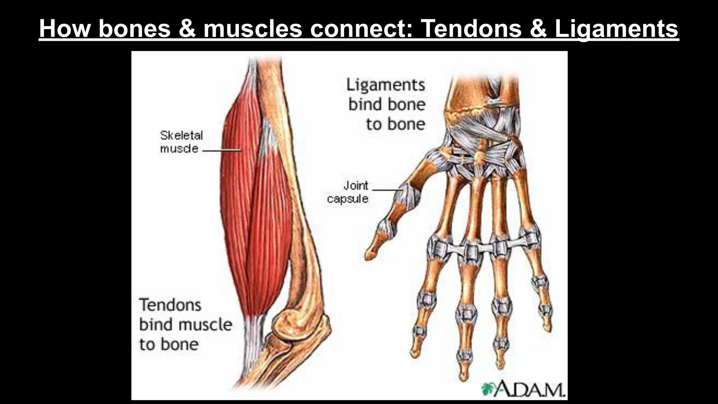 Anatomy - Pt 2 - Spring 2025-images-5.jpg
