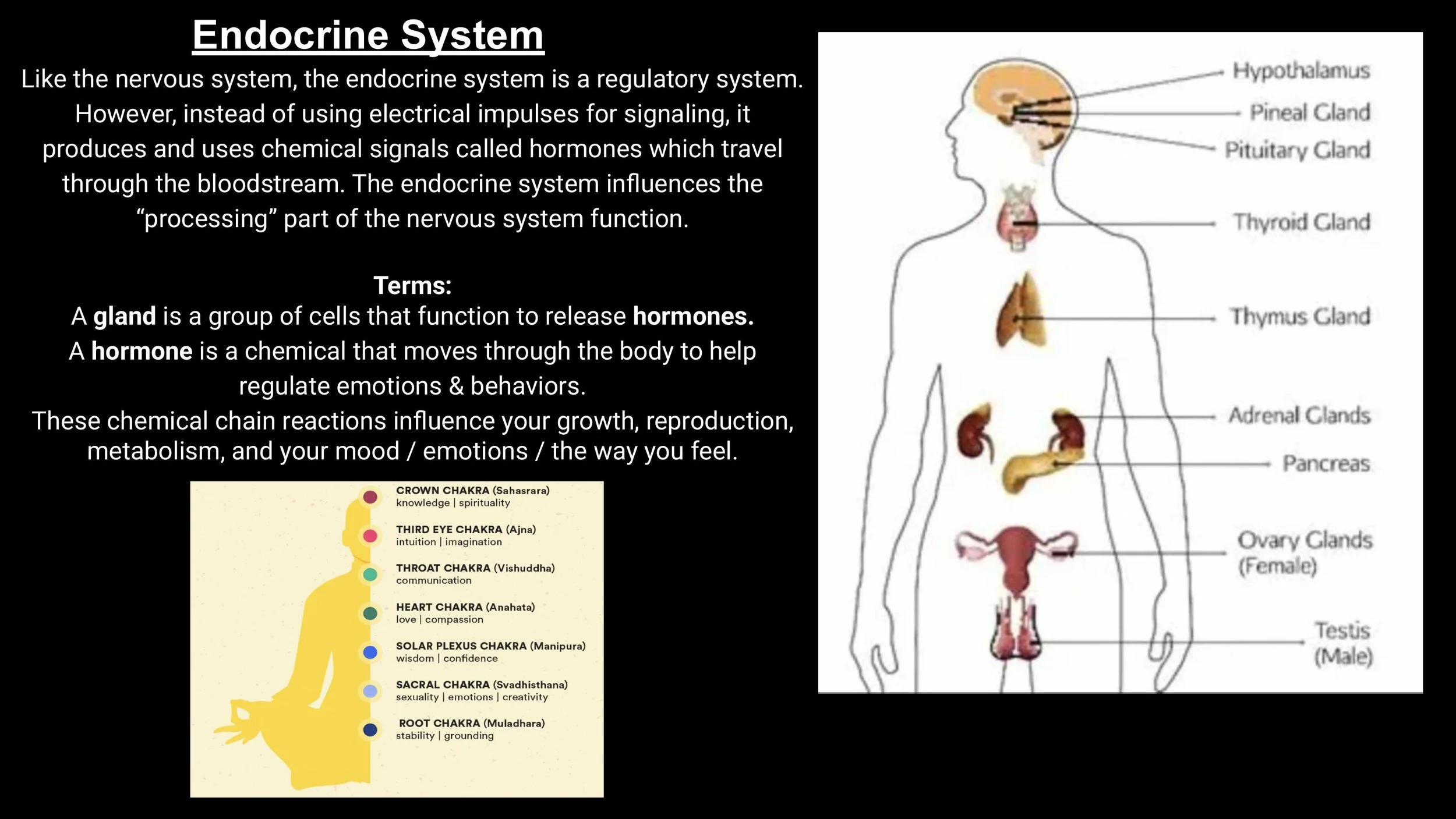 The Nervous System & The Subtle Body - Spring 25-images-10.jpg