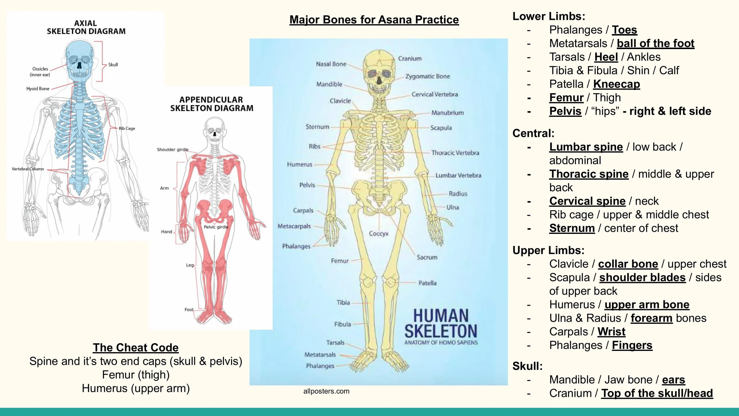 Anatomy - Pt. 1 - 1st Weekend - Spring 2025.pptx-images-11.jpg