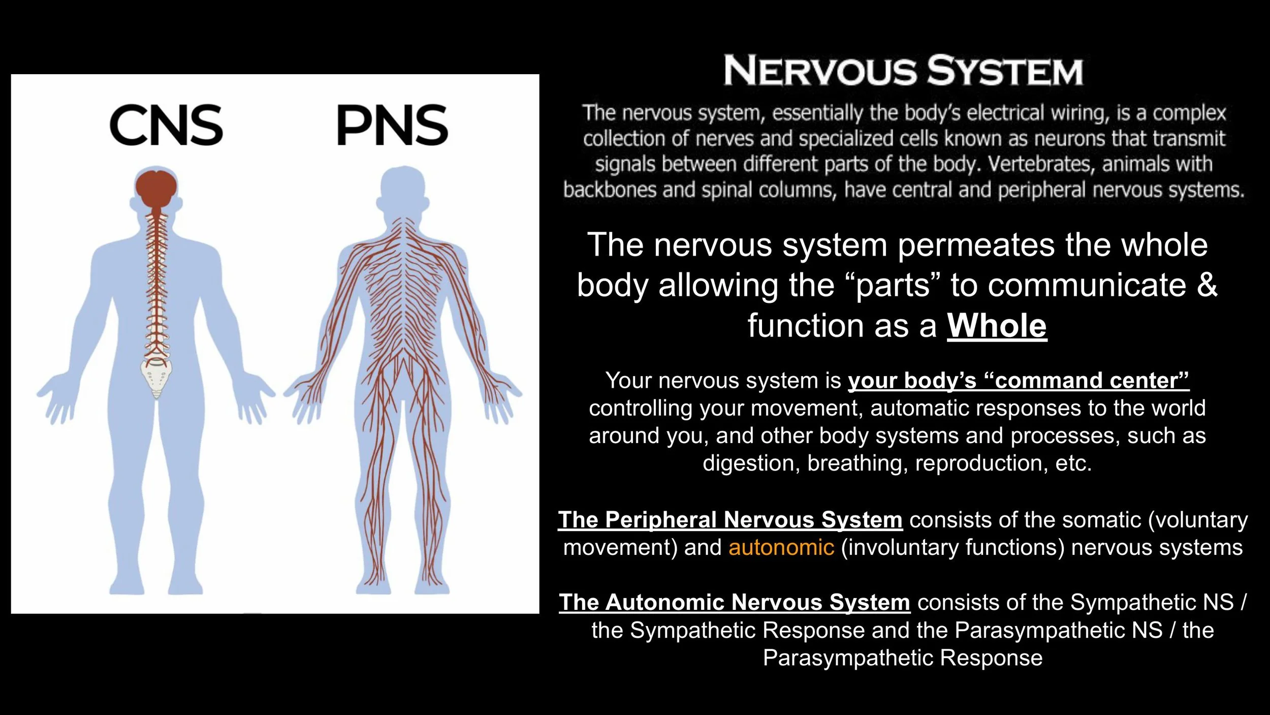The Nervous System & The Subtle Body - Spring 25-images-11.jpg