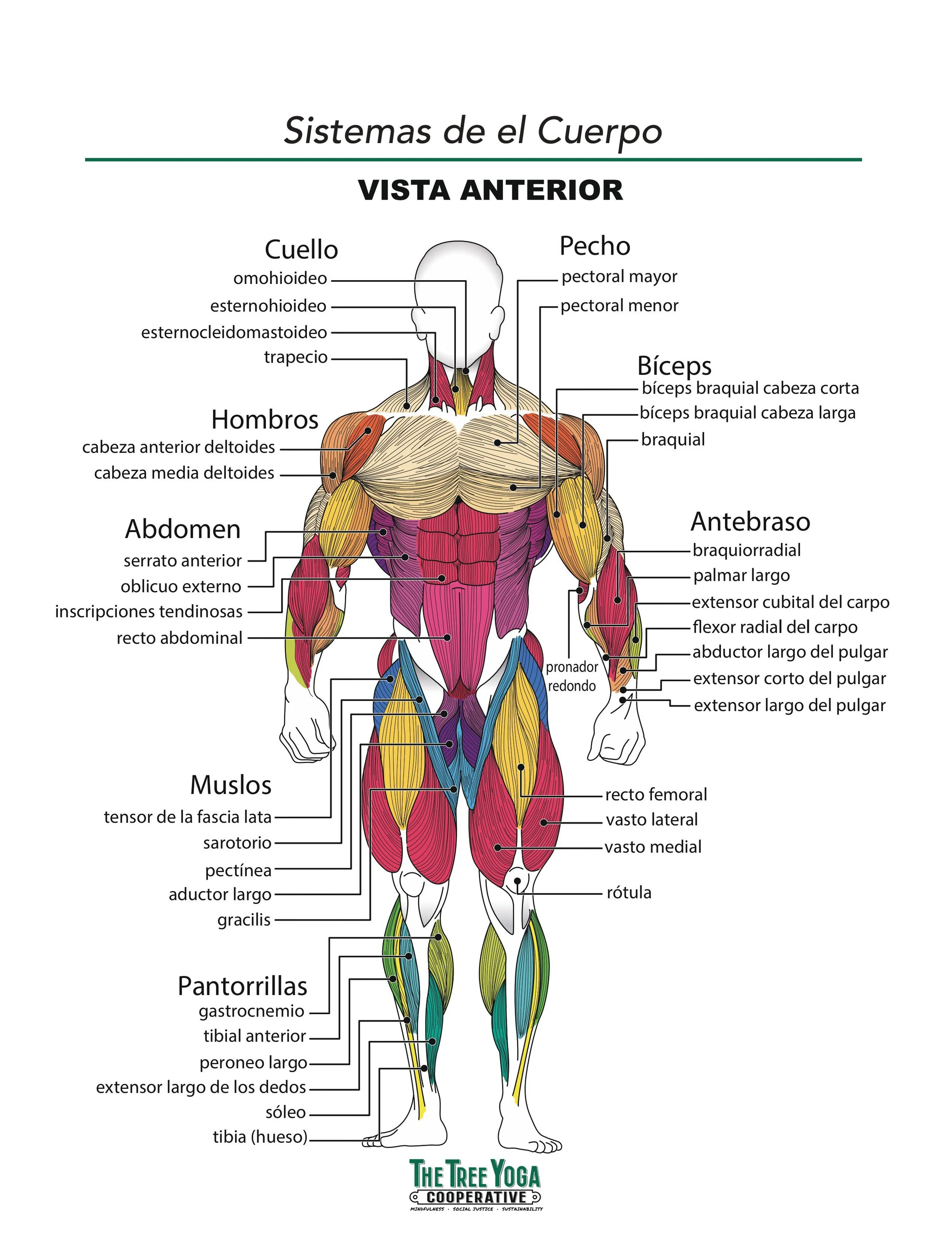 Asanas en Espaniol 2025-images-8.jpg