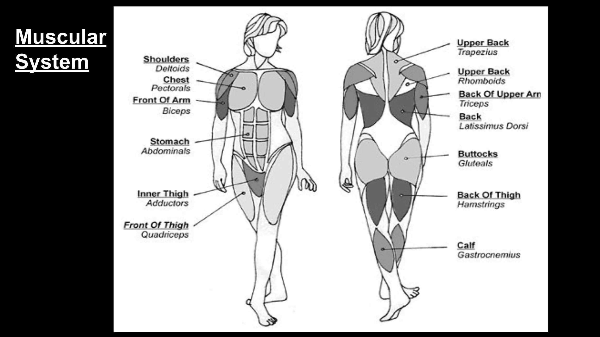 Anatomy - Pt 2 - Spring 2025-images-6.jpg