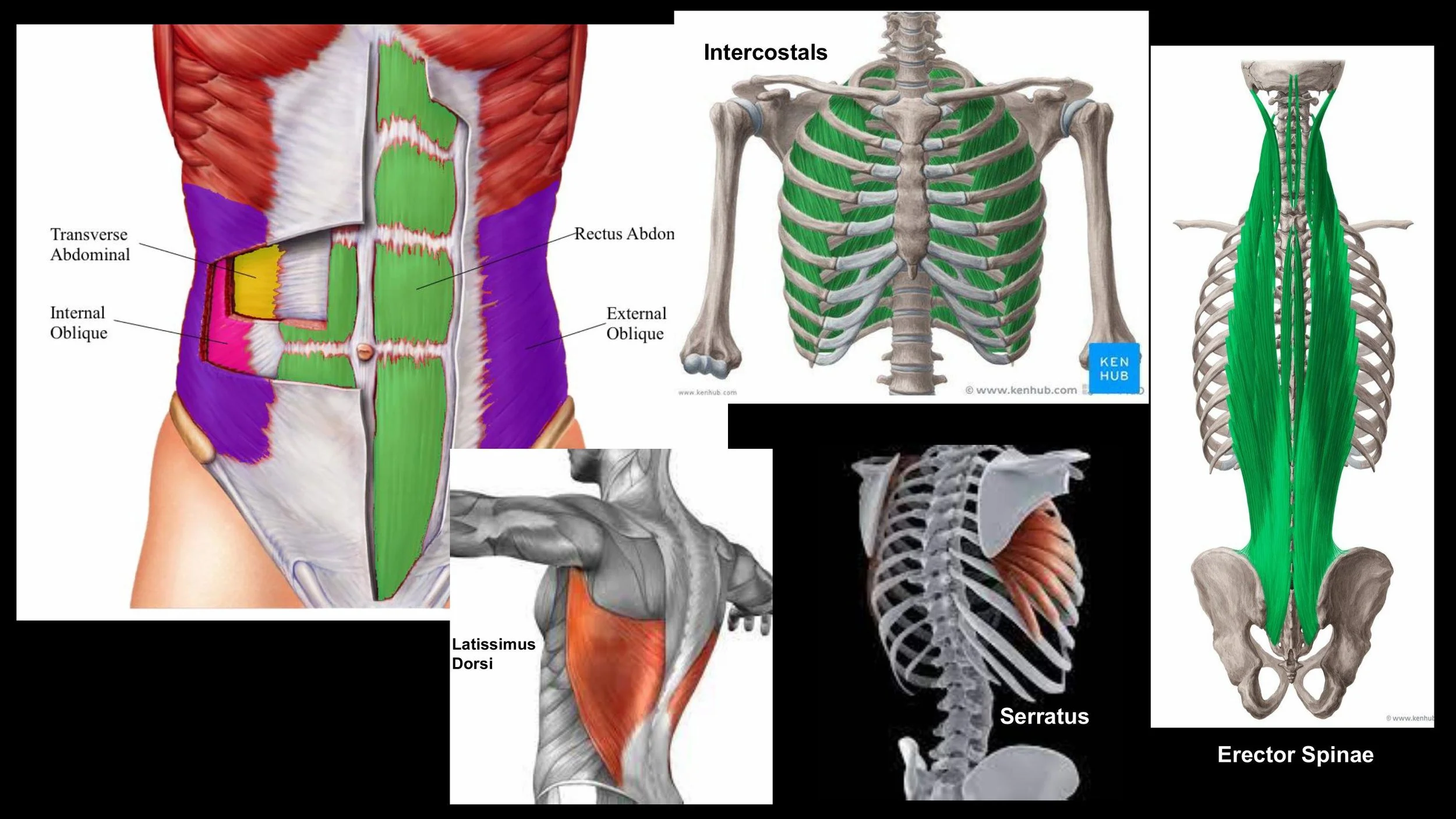 Anatomy - Pt 2 - Spring 2025-images-9.jpg