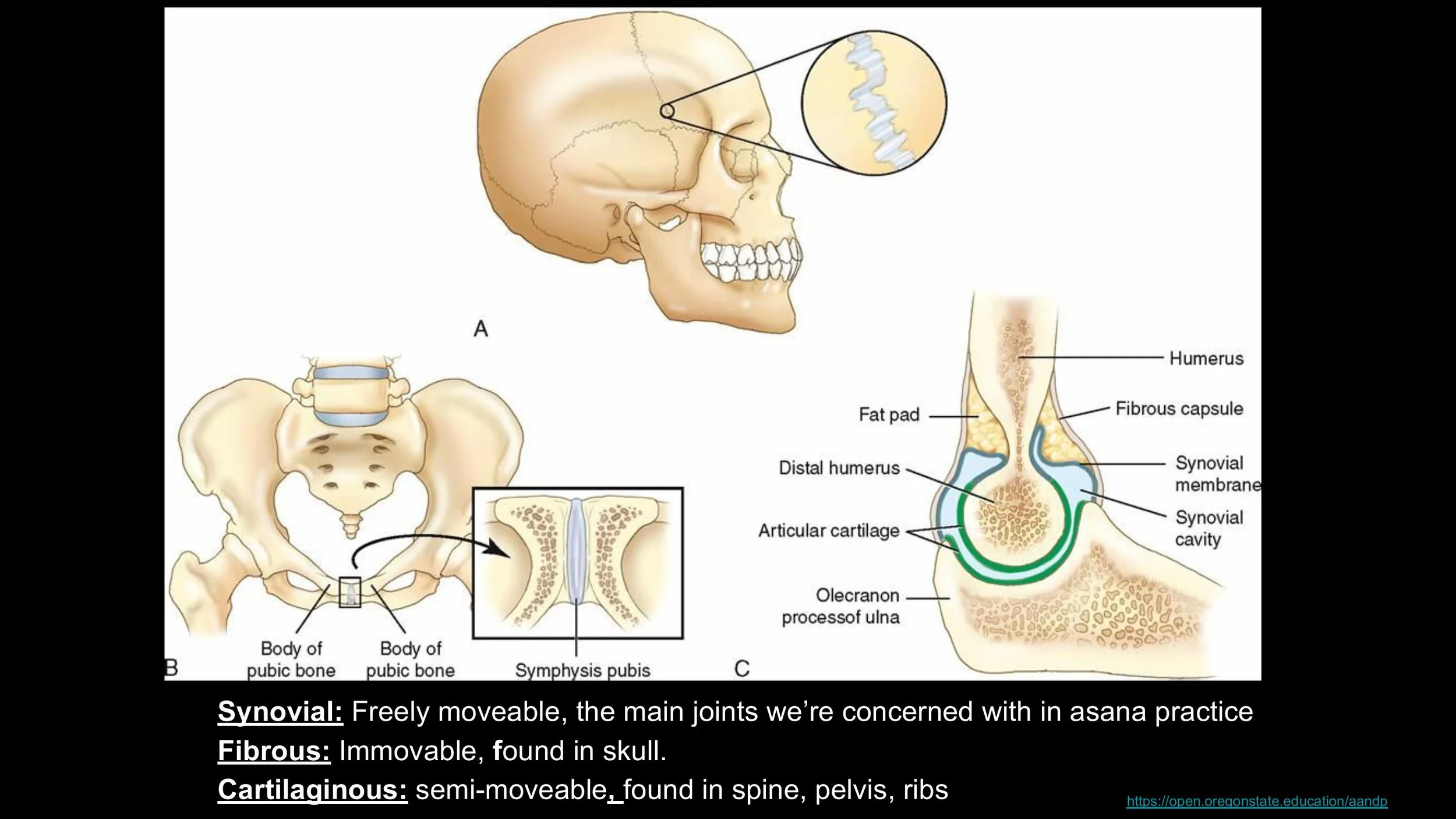 Anatomy - Pt. 1 - 1st Weekend - Spring 2025.pptx-images-7.jpg