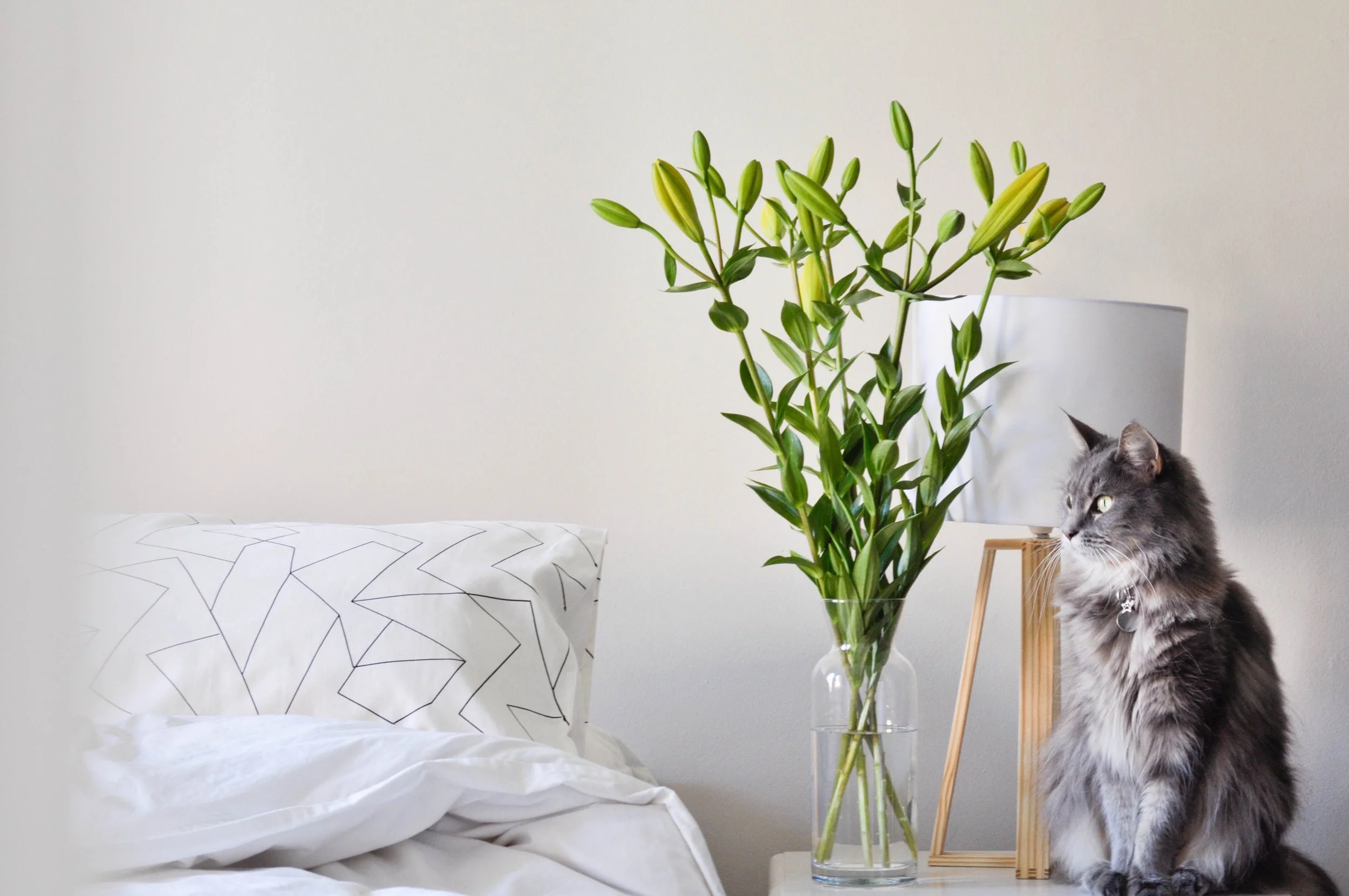 light-and-airy_t20_e3n0AB.jpg