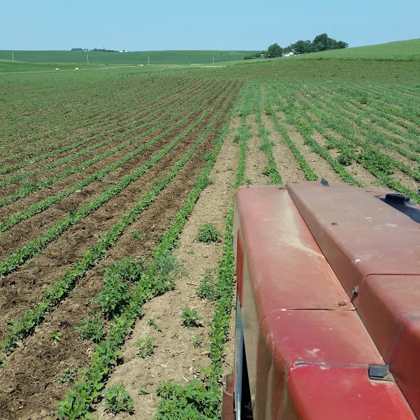 cultivating.jpg