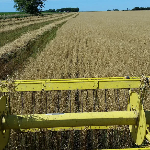 oats on west.jpg