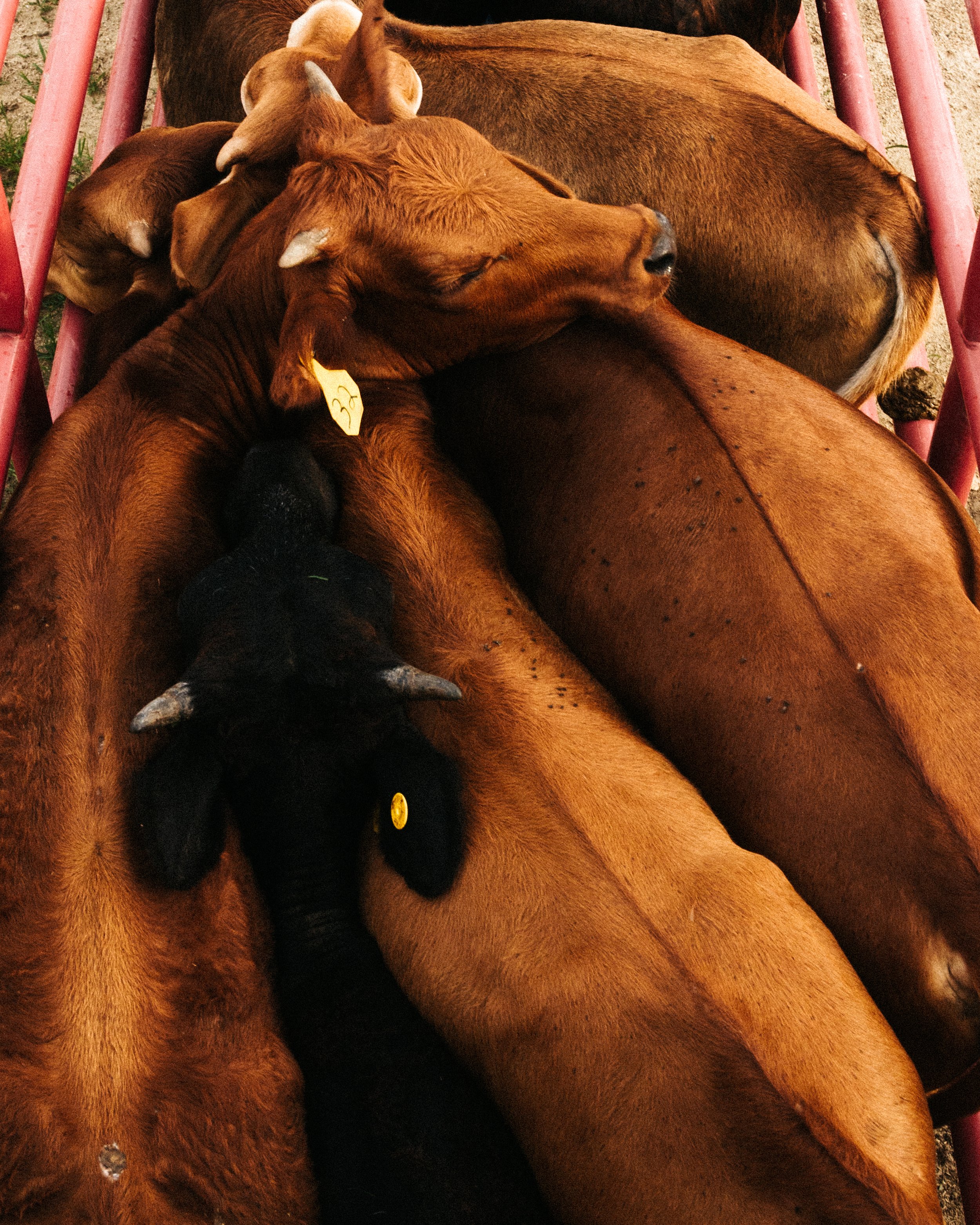 Davis Ranch July-2.jpg