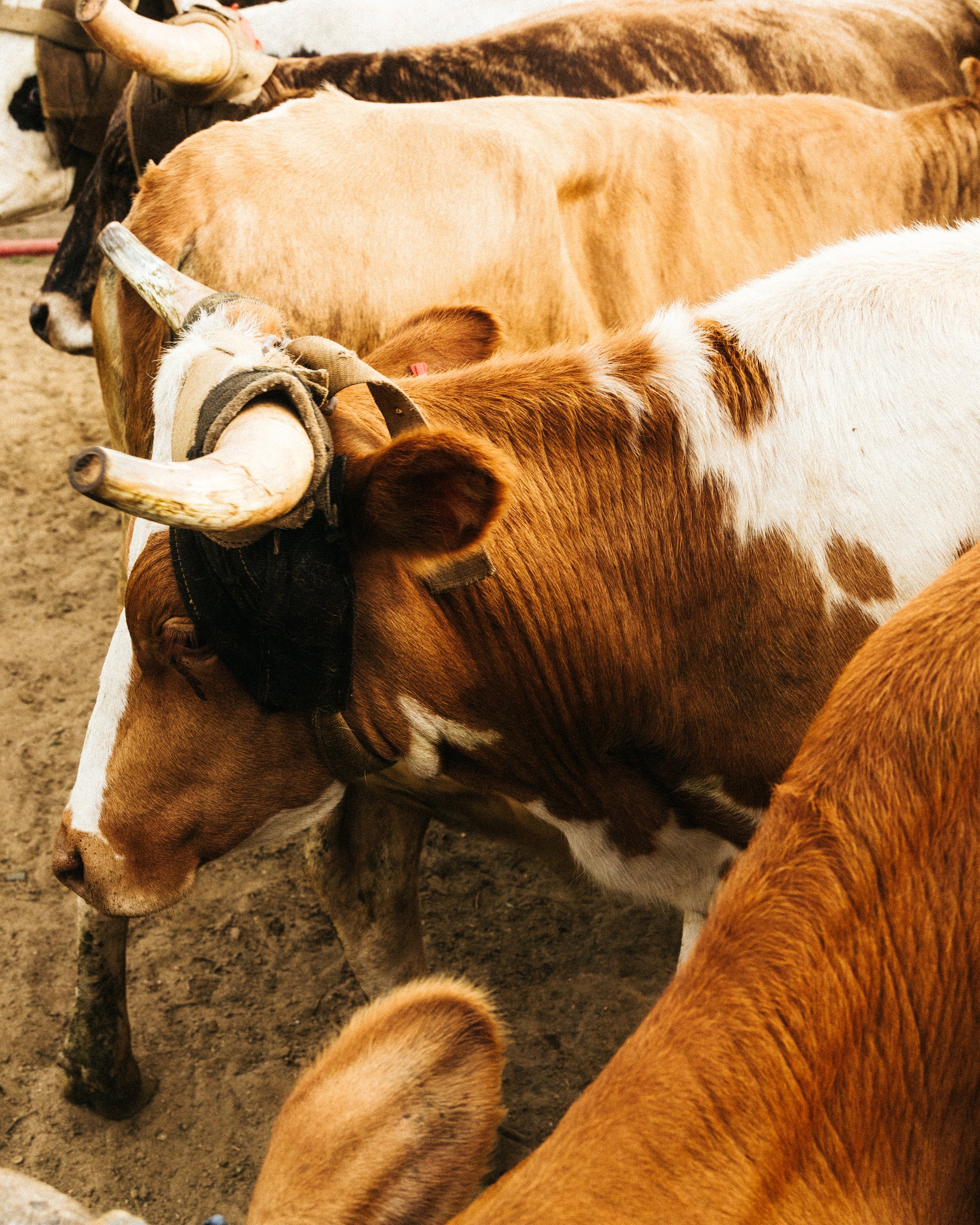 Davis Ranch July-3.jpg