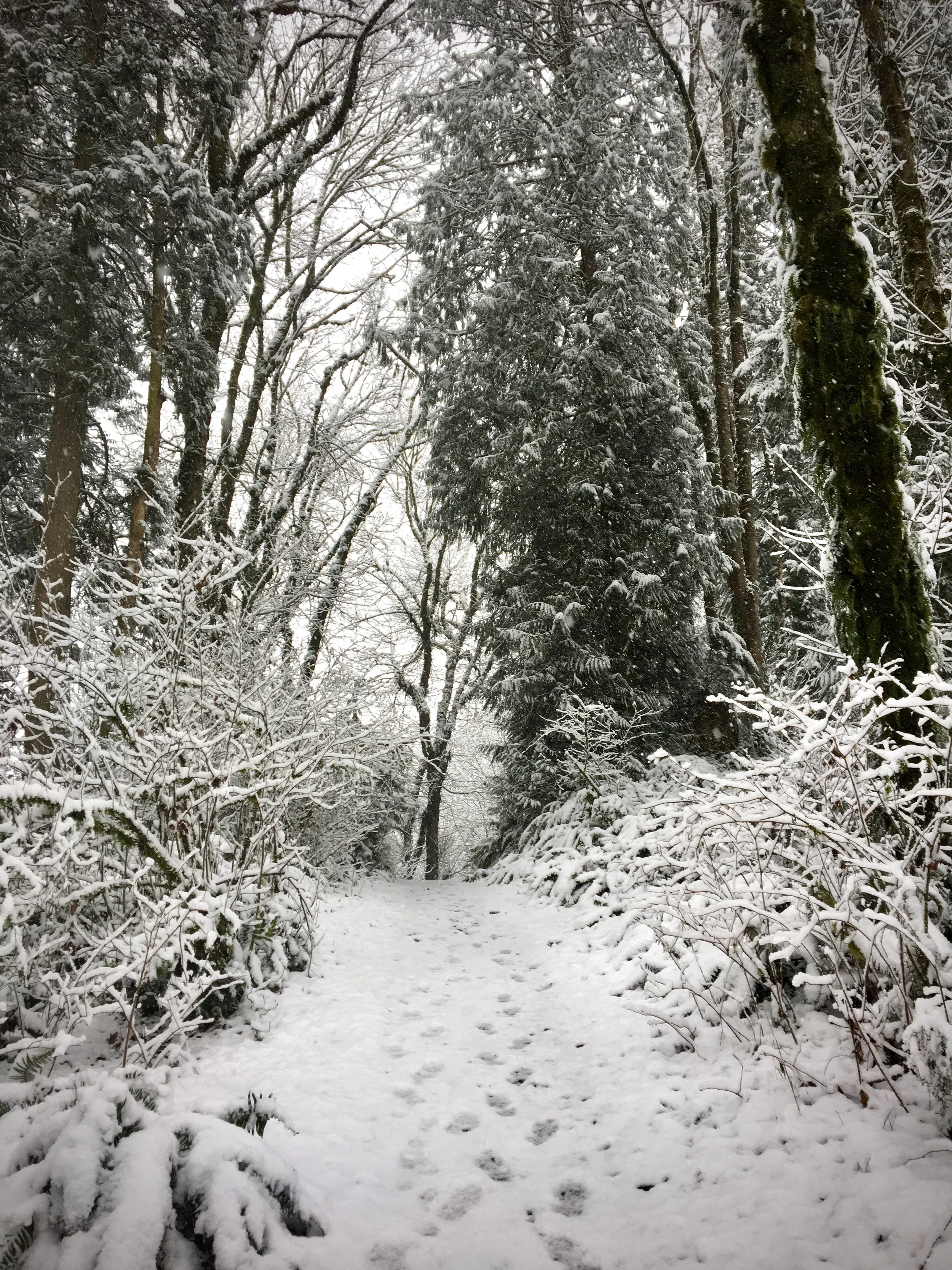 Hello Nature, I'm Listening