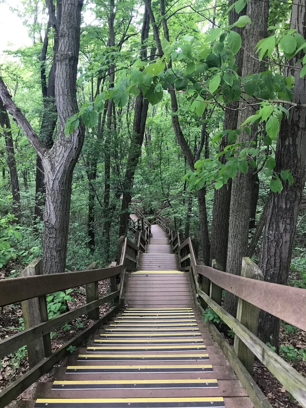 Dune Succession Trail in Indiana Dunes with Kids