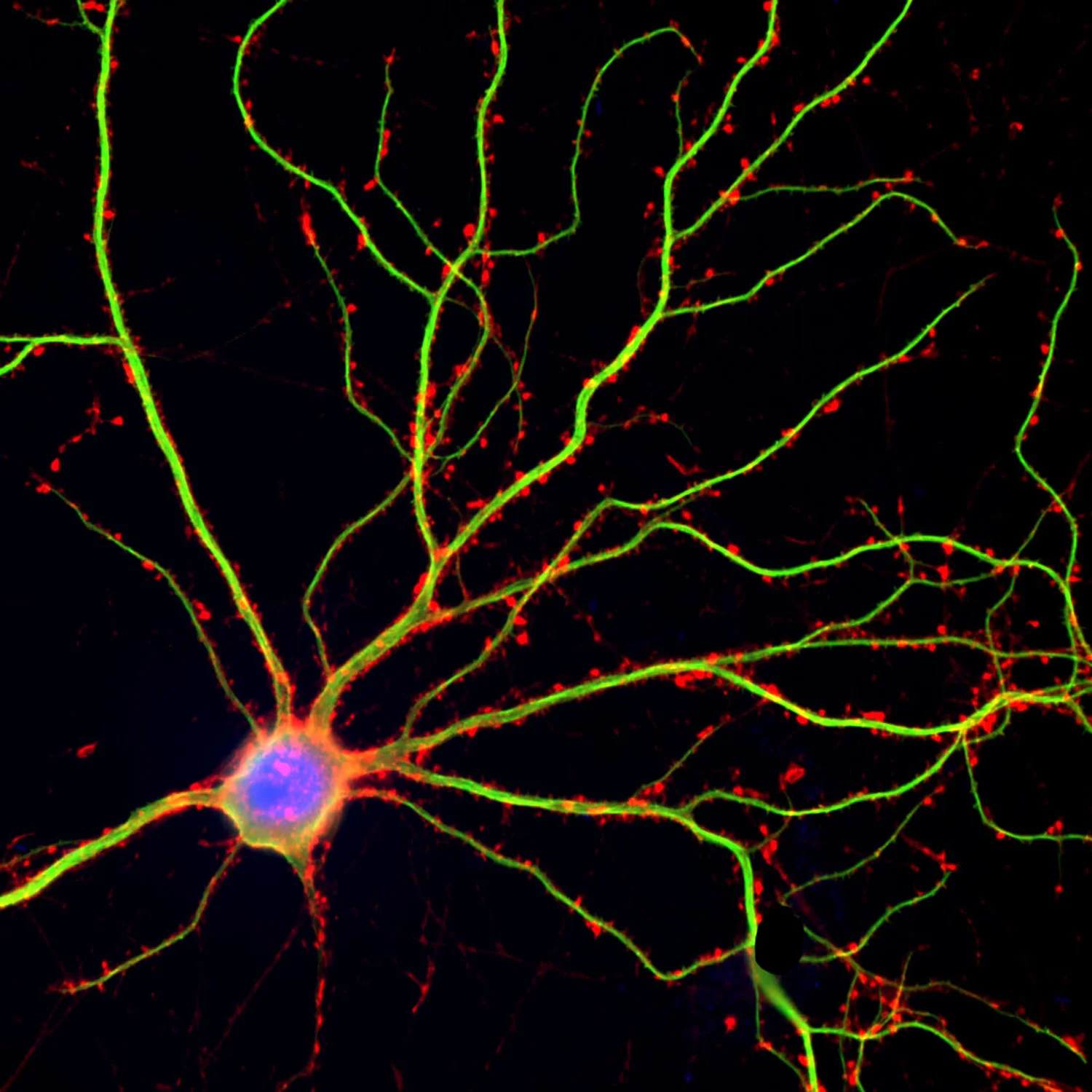 neuron.jpg