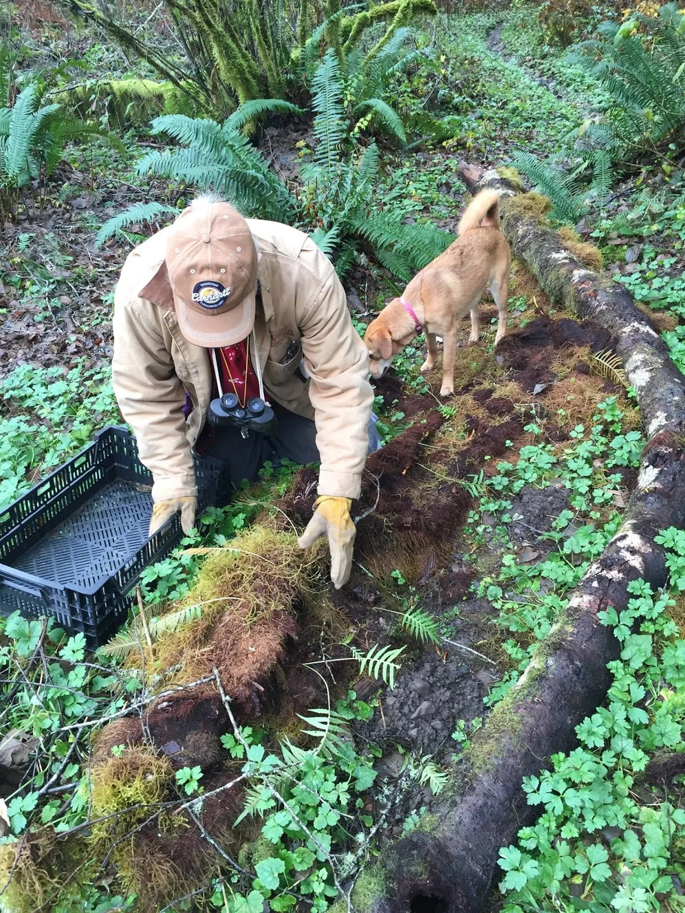 JohnHanawaltgatheringMossforHedgewitchPortals.jpg