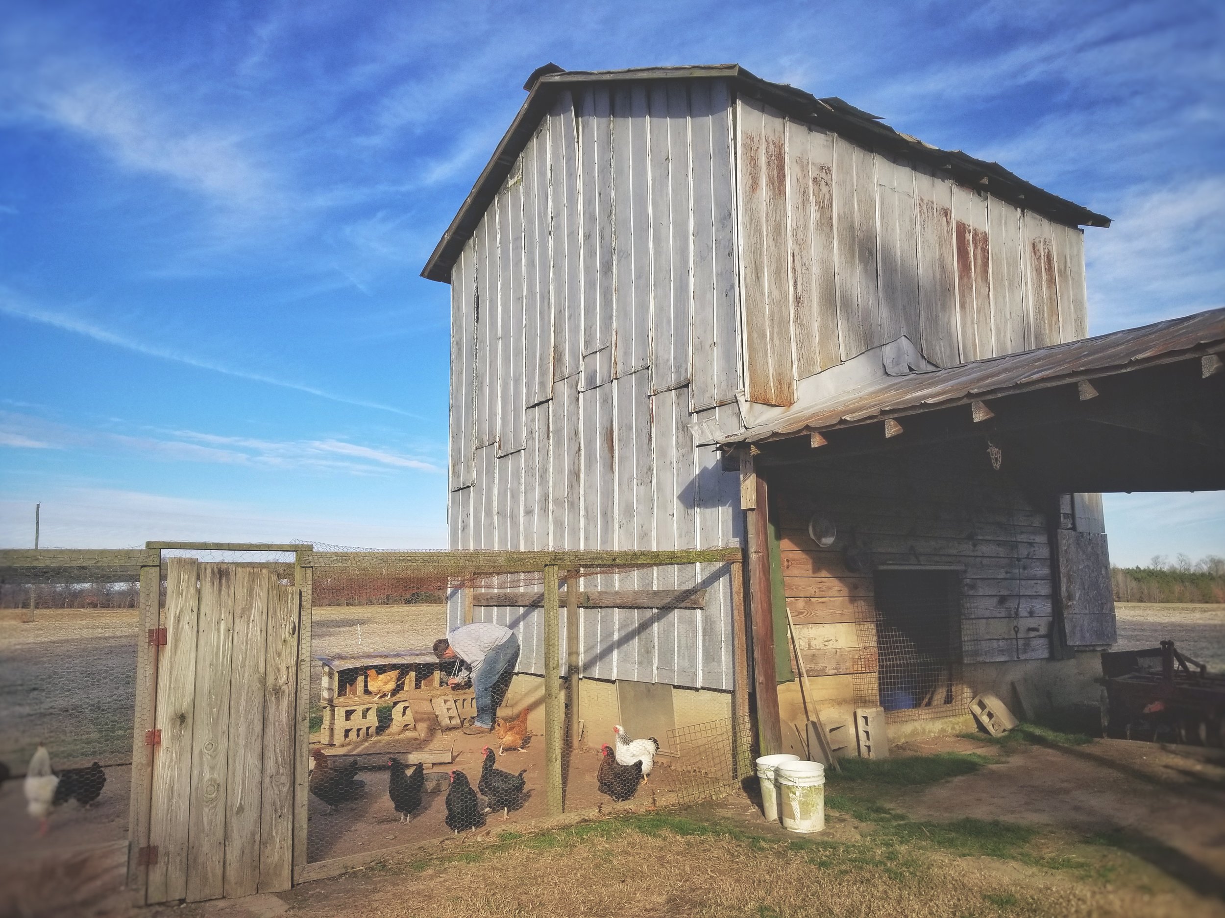 An old tobacco barn on my family’s land in Eastern North Carolina