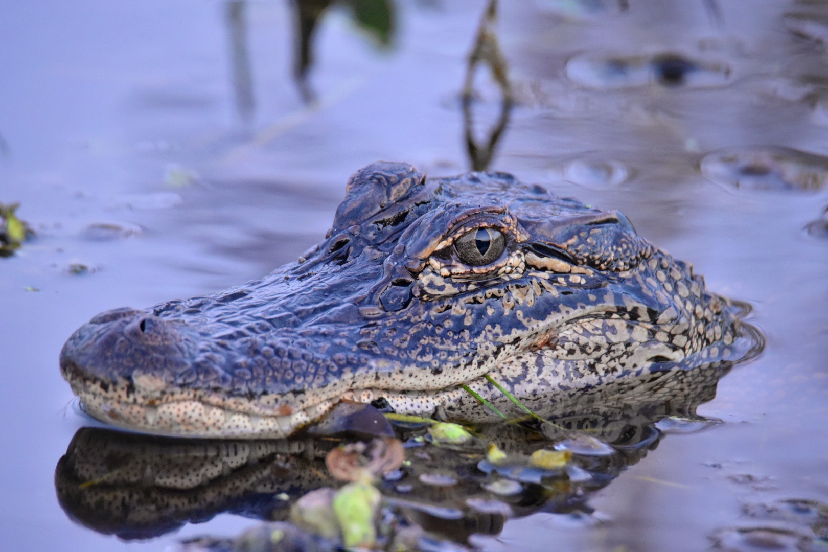 (Photo: Marc Boswell) Cameron, Louisiana