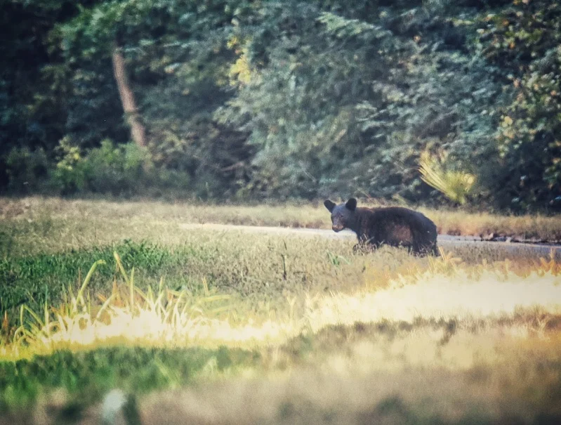 (Photo: Marc Boswell) Tensas, Louisiana