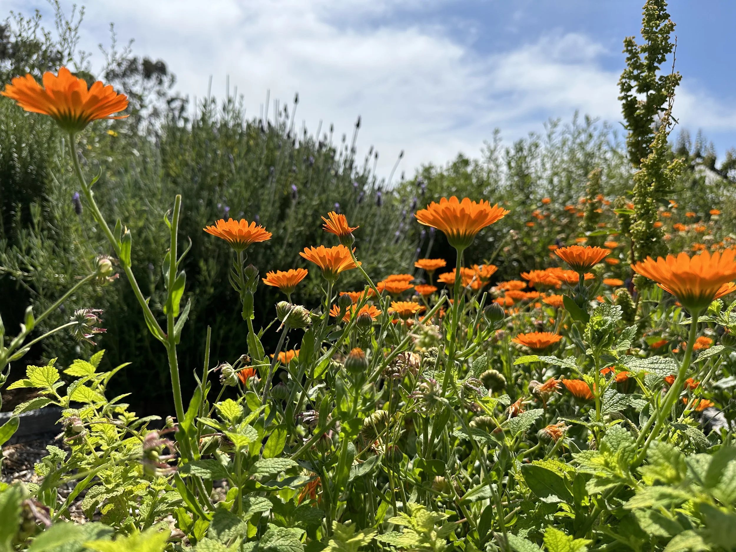 IMG_6243.jpeg