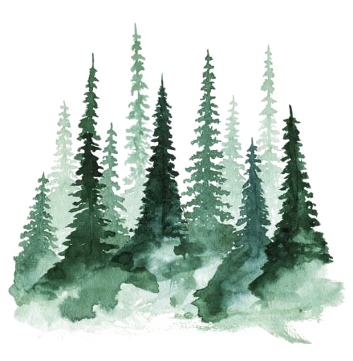 kisspng-study-of-a-tree-watercolor-painting-pine-forest-5a7a0ff71301a4.8900418515179489190779.png
