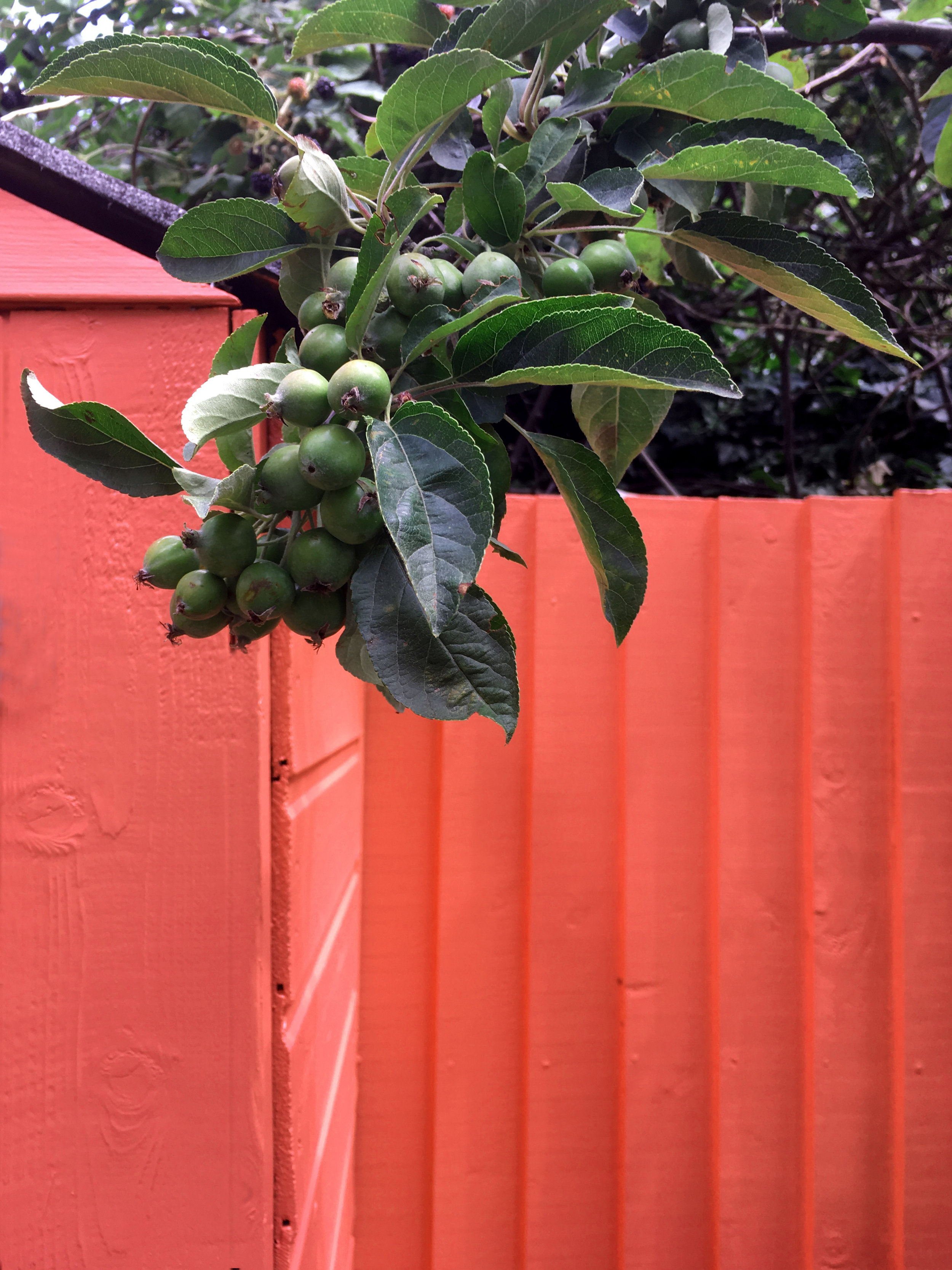 Crab apple tree
