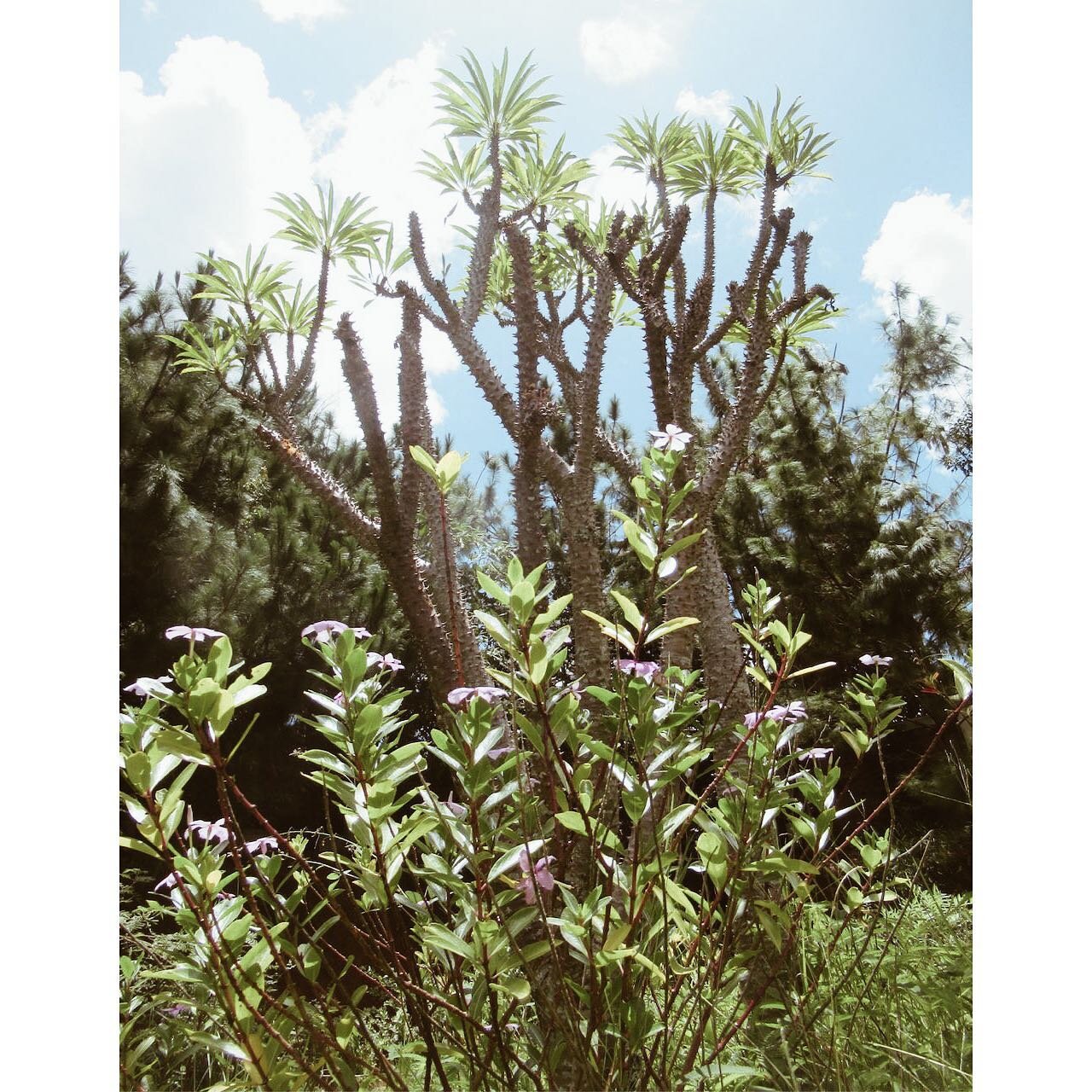 Remembering the pretty and peaceful Hoopoes, the rainbow Chameleons, the Dragonflies, etc. living all over our garden in Madagascar&hellip; They were part of our Life for 4 years. 

So Happy to Now be with my Family in France after Years and this lon