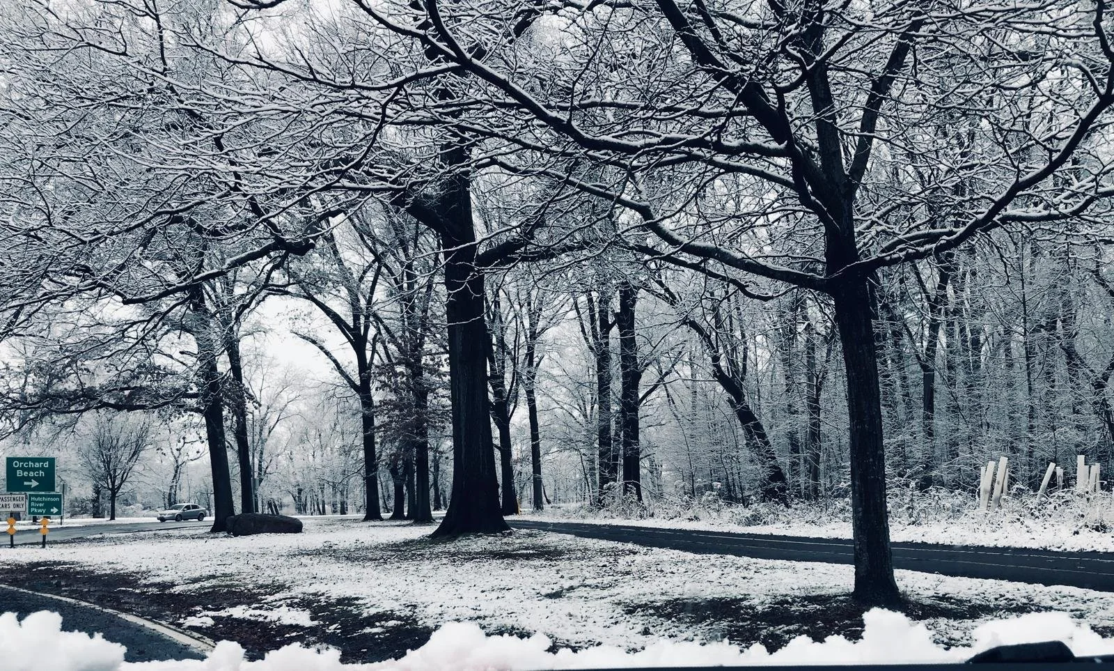 Trees with snow, black white.jpg