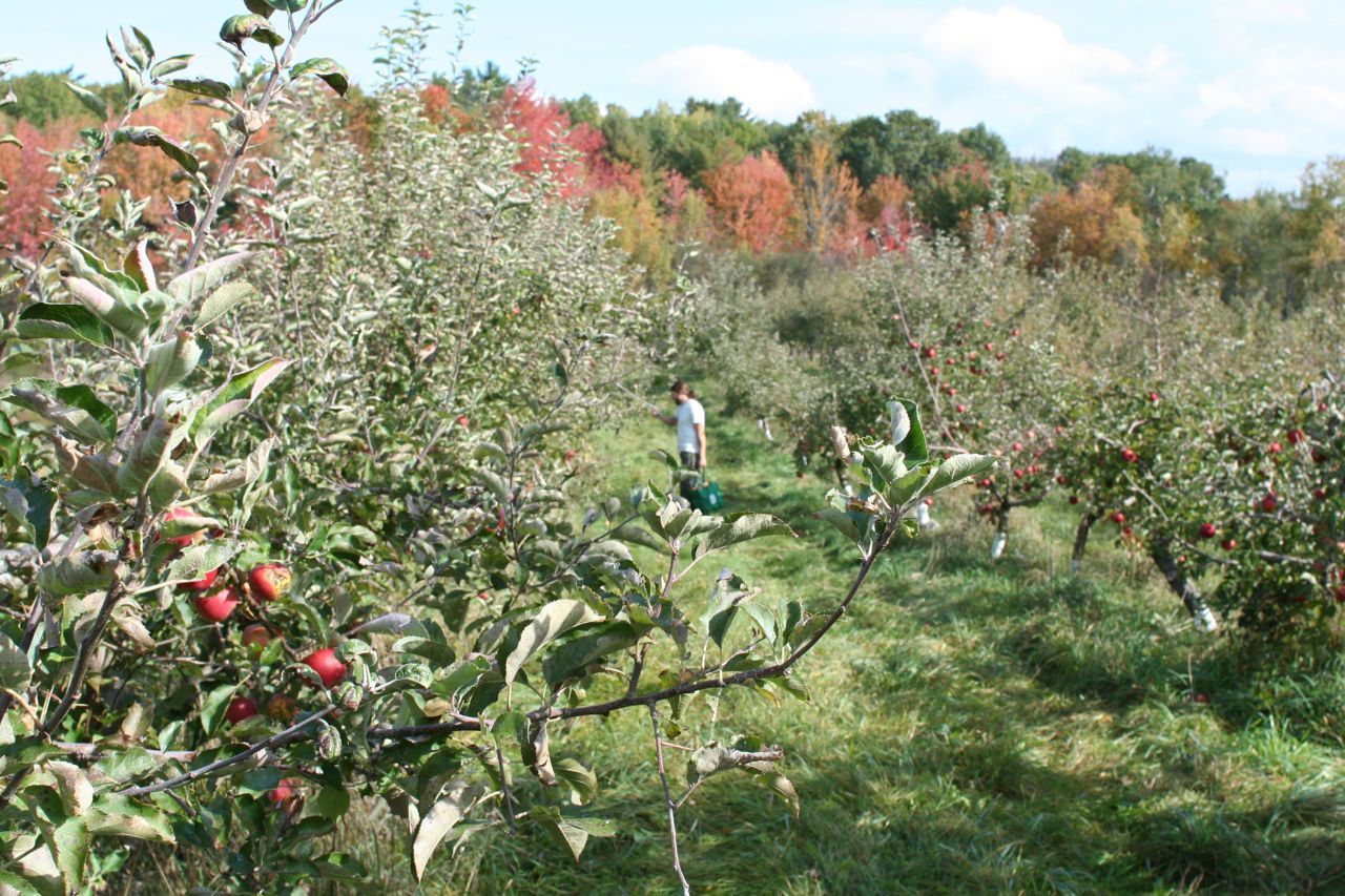 apple-picking.jpg