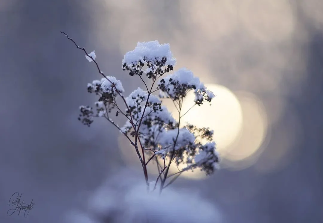 Rising from the cloud.
.
.
.
.
#nikonphotography #naturephotography #winterphoto #snow #wintersunset #bokehphotography #bokeh_artistic #bokehphotofan #thebestoffinland #the_gallery_of_magic #_macroart #dark_macro_art #macro_brilliance #macro_perfecti