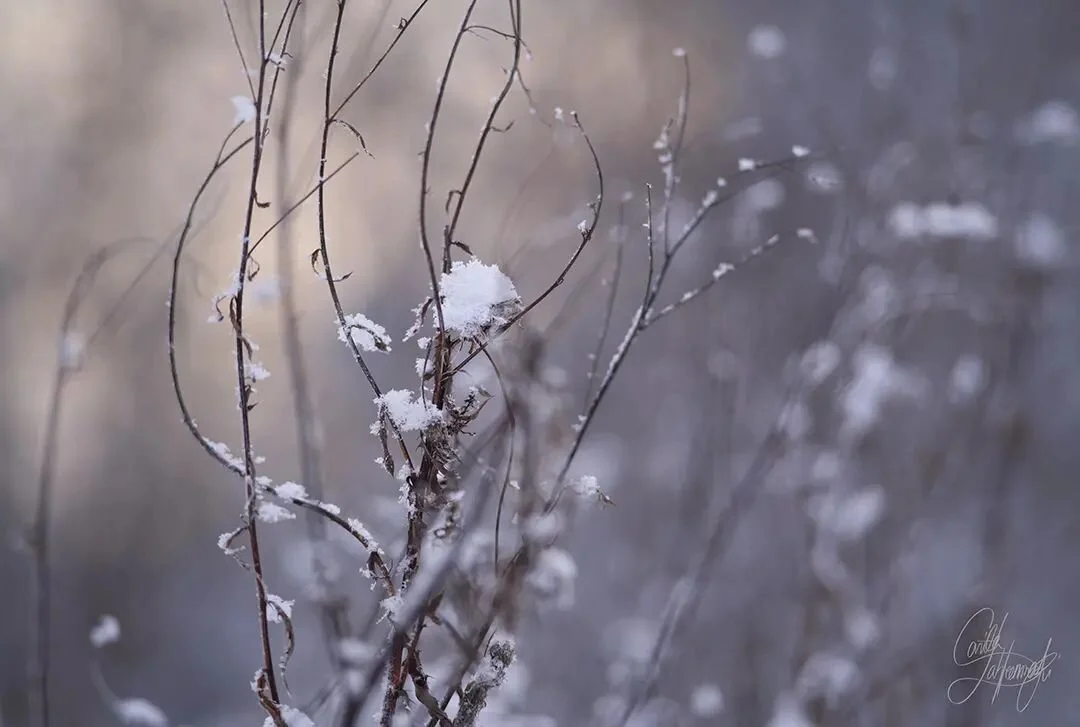 Dreamy winter.
.
.
.
.
#dreamy #dream #photography #artphoto #artpic #naturepic #naturephotography #natures_lights #goandcapturethelight #iheartnature #magic_dreams #bokehphotofan #bokehlovers #doflovers #suomenluonto #luontokuvaus #taidettakotiin #l