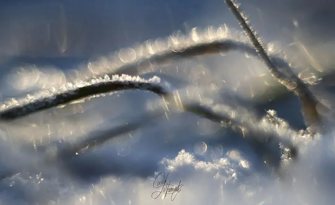 Here's some frosty glitter for your day! Enjoy!
.
.
.
.
#frost #frosty #natureglitter #magicalnature #magical_bokeh #bokehlovers #bokeh_artistic #bokehphotography #bokehphotofan #iheartnature #heart_imprint #tv_allnature #transfer_visions #fiftyshade