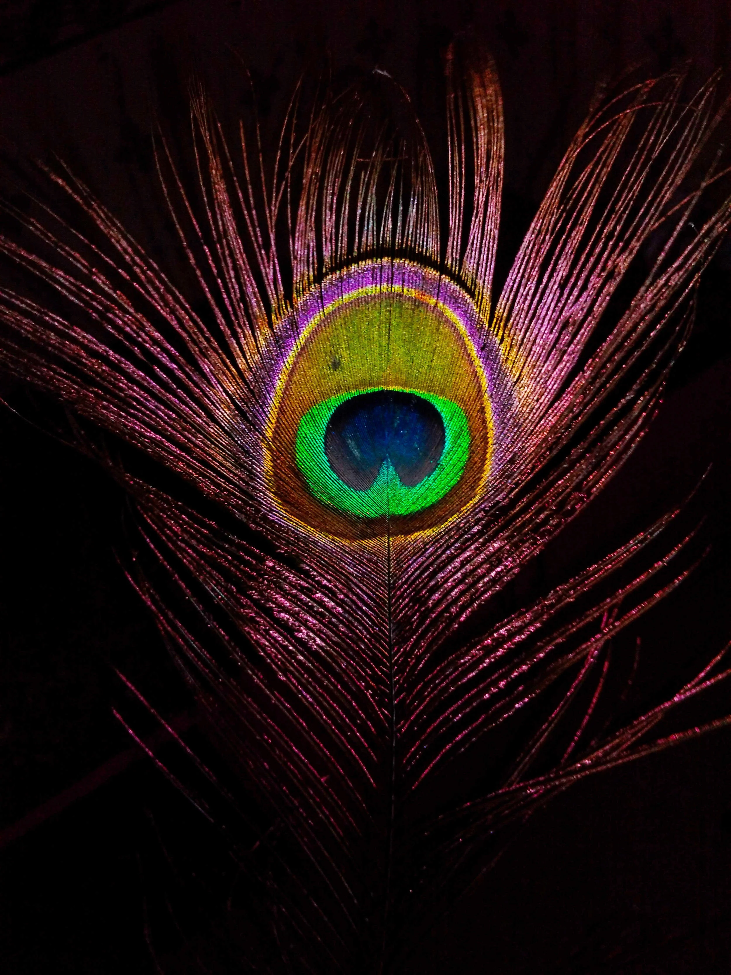 Peacock Feather
