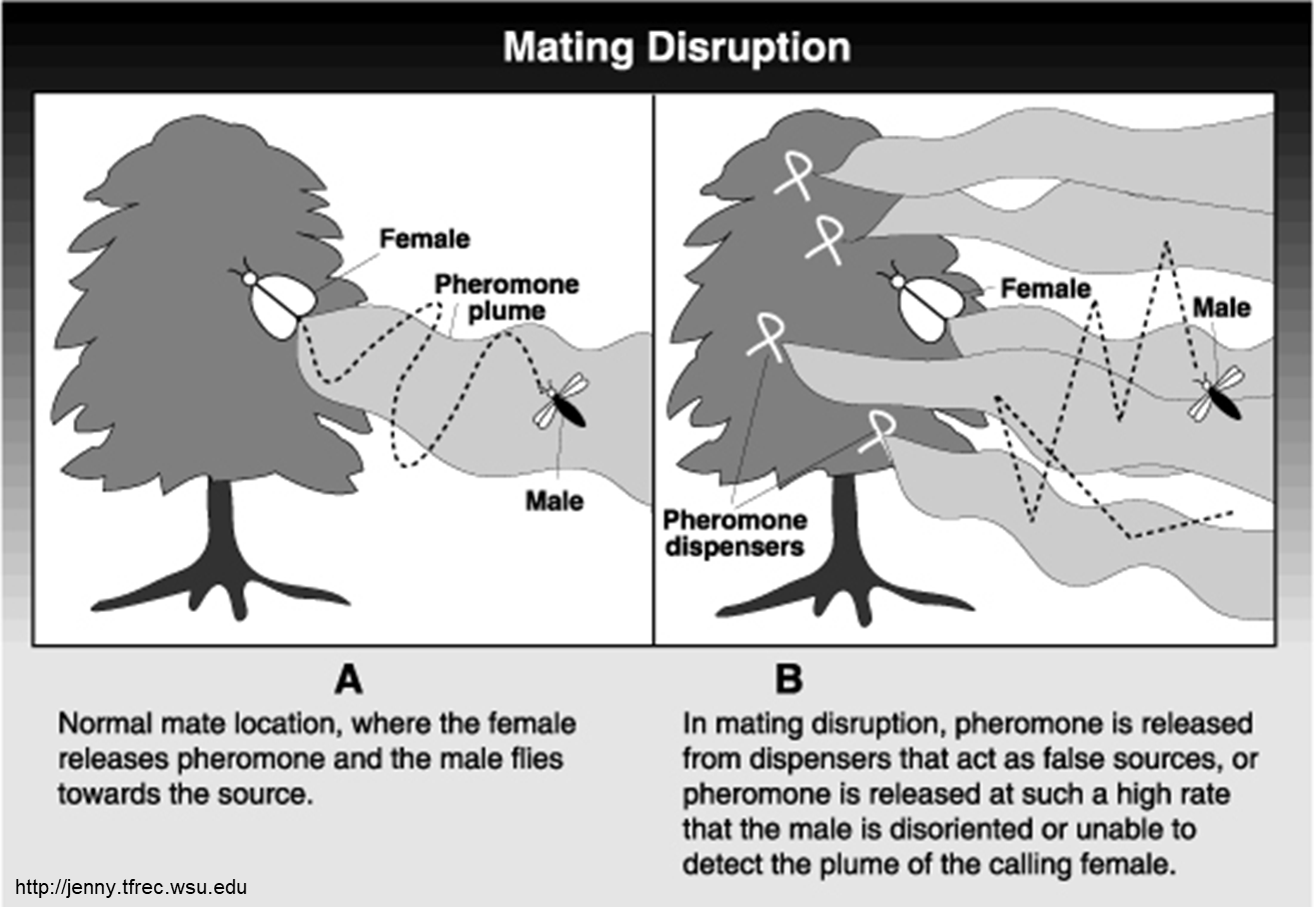 How Mating Disruption Works