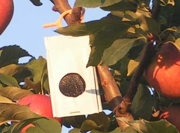 Pheromone dispenser in apple tree.